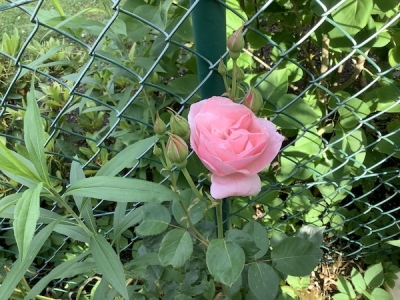 東側のピンクのバラ開花。
