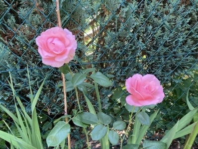 挿し芽で増やしたピンクのバラ2輪目が開花。