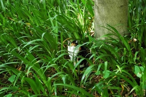 日比谷公園の野良猫 三毛猫