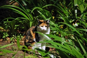 日比谷公園の野良猫 三毛猫