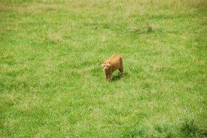 日比谷公園の野良猫 茶トラ猫