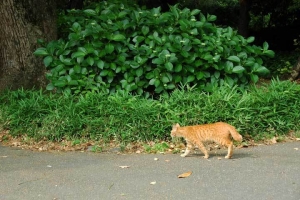 日比谷公園の茶トラ猫チャッピー