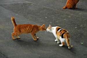 日比谷公園の野良猫たちの挨拶
