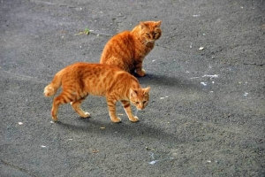 日比谷公園の野良猫たち