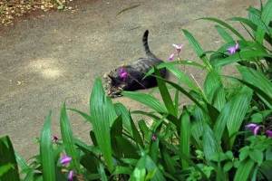日比谷公園つつじ山下と紫蘭と猫