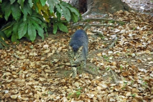 日比谷公園のキジトラ猫 地域猫