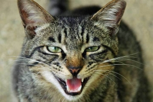 日比谷公園のキジトラ猫 地域猫