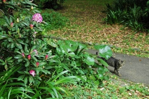 日比谷公園の石楠花と野良猫