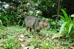 日比谷公園の野良猫 地域猫