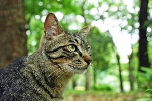 日比谷公園の野良猫 地域猫