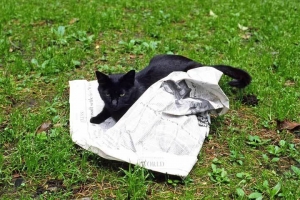 日比谷公園の野良猫 黒猫 新聞紙