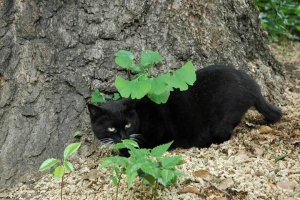日比谷公園の野良猫 黒白タキシード猫
