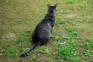 日比谷公園の野良猫 キジトラ猫の後ろ姿