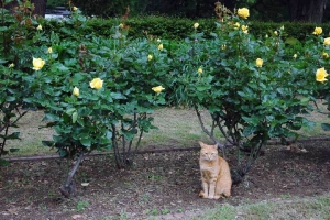 日比谷公園の野良猫 茶トラ猫とバラ