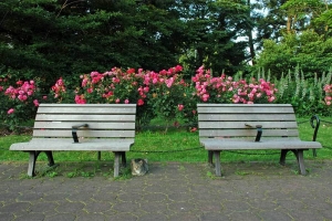 日比谷公園の野良猫 キジ白猫とバラ