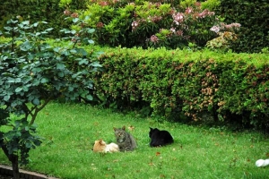 日比谷公園の野良猫たち
