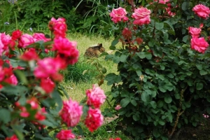 日比谷公園の野良猫とバラ
