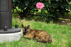 日比谷公園の野良猫 サビ猫とバラ