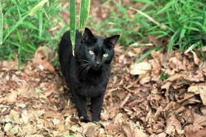 日比谷公園の野良猫 黒猫