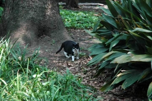 日比谷公園の野良猫