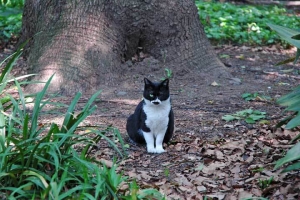 日比谷公園の野良猫 片目の猫