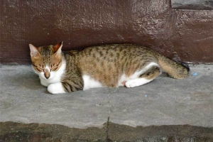 シンガポールの野良猫 リトルインディア