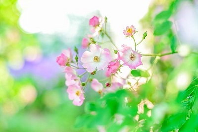 薄ピンクの花
