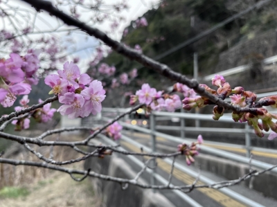 飯田線と寒桜