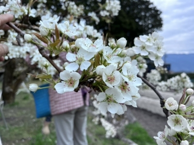 梨の花