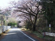 城山湖 桜