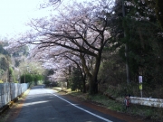 城山湖 桜
