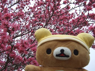 明石公園の桜と旅リラックマさん