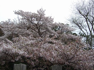 明石公園の桜1