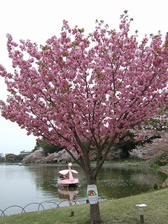桜とピンクのスワン号