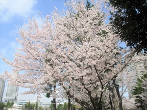 sakura2022 (14)
