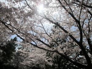 sakura2022 (24)