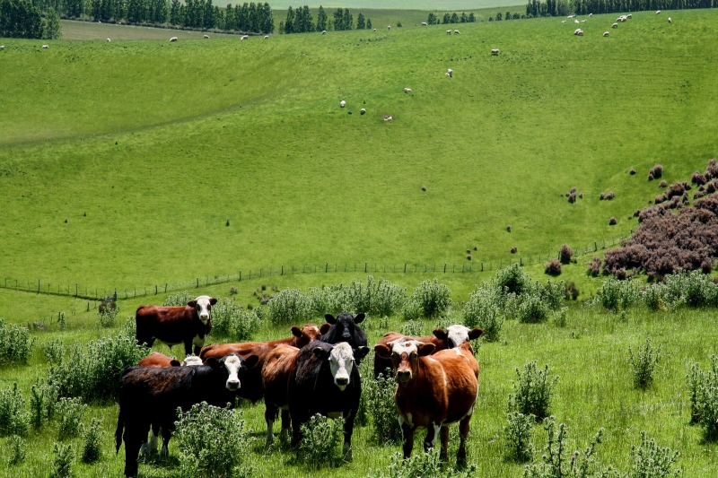 ニュージーランドの畜産業